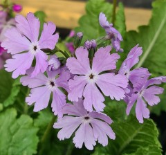 Primula sieboldii Molly