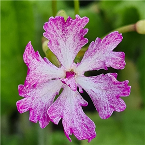 Primula sieboldii Momokagari