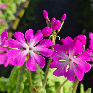 Primula sieboldii Momozono 192