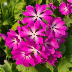 Primula sieboldii Momozono 192