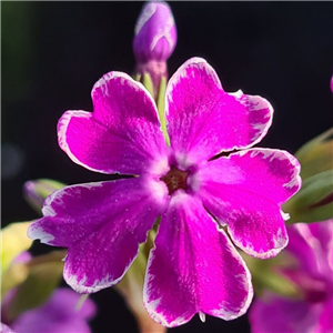 Primula sieboldii Murasaki Koume