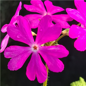 Primula sieboldii Nishiki Benkei