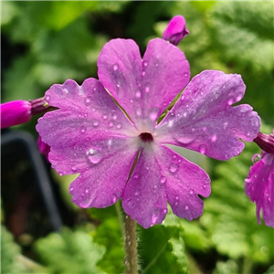 Primula sieboldii Otomeno Sode