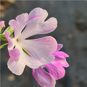 Primula sieboldii Ouchikazari