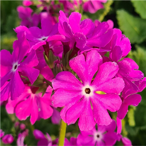 Primula sieboldii Raspberry Buttons