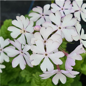 Primula sieboldii Sasanake