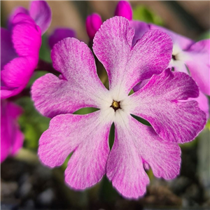 Primula sieboldii Sened Star (Senna Star)