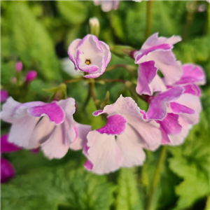 Primula sieboldii Shikishima