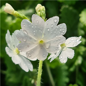 Primula sieboldii Shinsetu (tinycoliite)