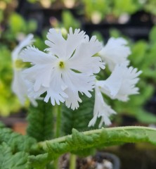 Primula sieboldii Shirasagi