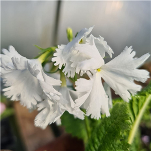 Primula sieboldii Shirasagi