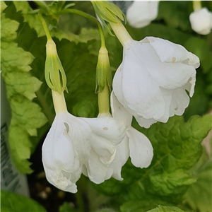 Primula sieboldii Shiratama