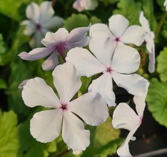 Primula sieboldii Shirousasi