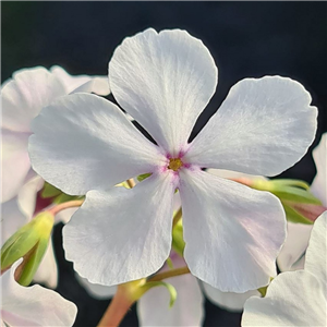 Primula sieboldii Shirousasi