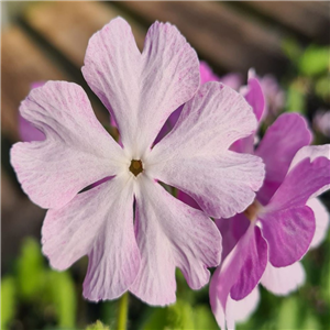 Primula sieboldii Snooch