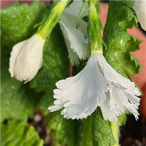 Primula sieboldii Swasasi