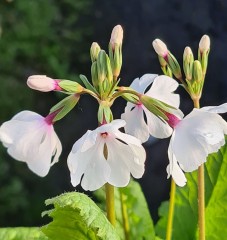 Primula sieboldii Syutyuka