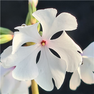 Primula sieboldii Syutyuka