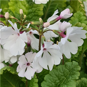 Primula sieboldii Syutyuka