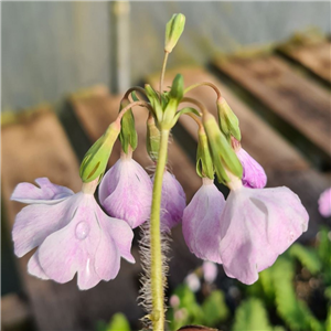 Primula sieboldii Tamashiki no Miya