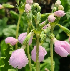 Primula sieboldii Taoyame