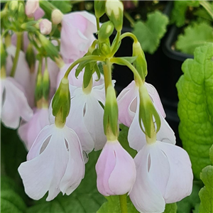 Primula sieboldii Taoyame