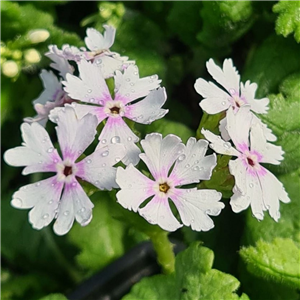 Primula sieboldii Tokiji Gata