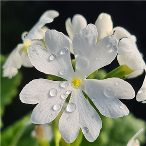 Primula sieboldii Ukima Shiro