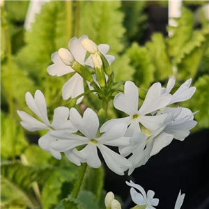 Primula sieboldii Ukima Shiro