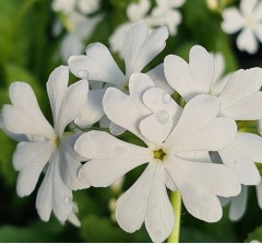 Primula sieboldii Ukima Shiro