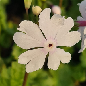 Primula sieboldii Usujyanome