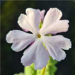 Primula sieboldii Yodai No Yume