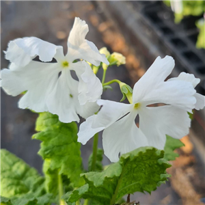 Primula sieboldii Yuki Meimaki 310