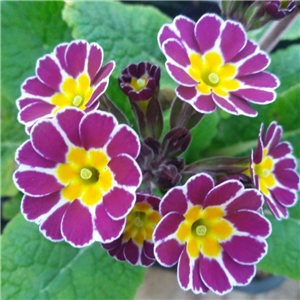 Primula Silver Laced Pink