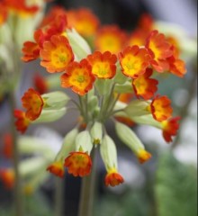 Primula veris Sunset Shades