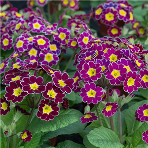 Primula Victorian Lilac Laced