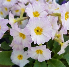 Primula vulgaris Carrigdale