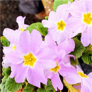 Primula vulgaris Sibthorpii