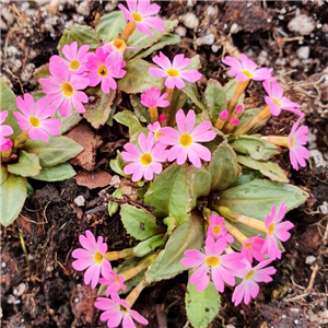 Primula warshenewskiana