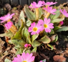 Primula warshenewskiana