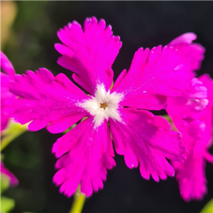 Primula sieboldii Kyo-kanoko