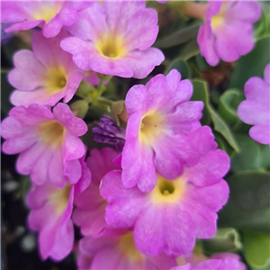 Primula allionii Wharfdale Superb