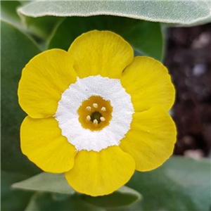 Primula auricula Gleam