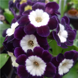 Primula auricula Andy Cole