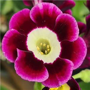 Primula auricula Arwen