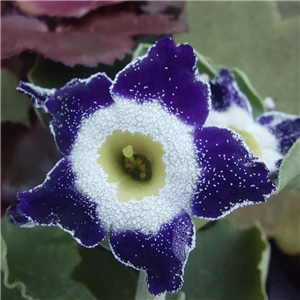 Primula auricula Echmann Starflower