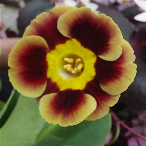 Primula auricula Golden Wedding