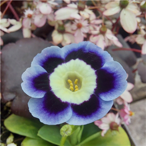 Primula auricula Muriel James