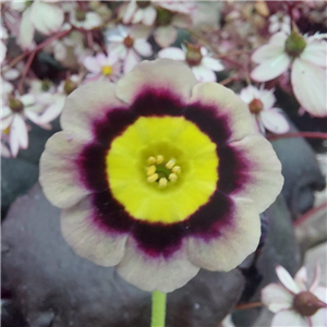 Primula auricula T A Hadfield