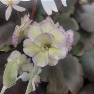 Primula auricula White Ensign